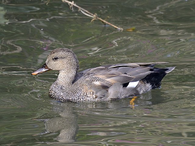 Schnatterente &copy; Friedrich Renner