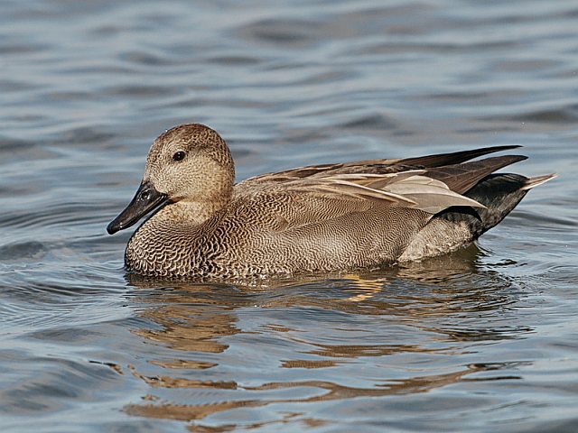 Schnatterente &copy; Johann Zimmermann