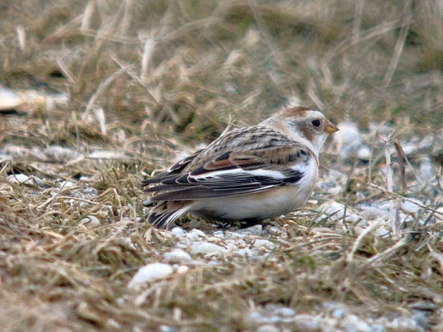 Schneeammer &copy; Susanne Rieck