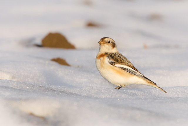Schneeammer &copy; Marcel Püls