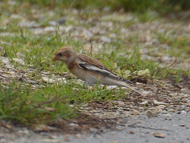 Schneeammer &copy; Stefan Tewinkel