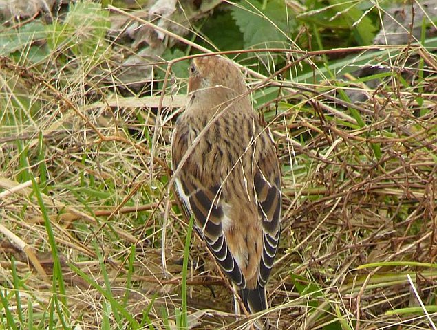 Schneeammer &copy; Markus Gerum
