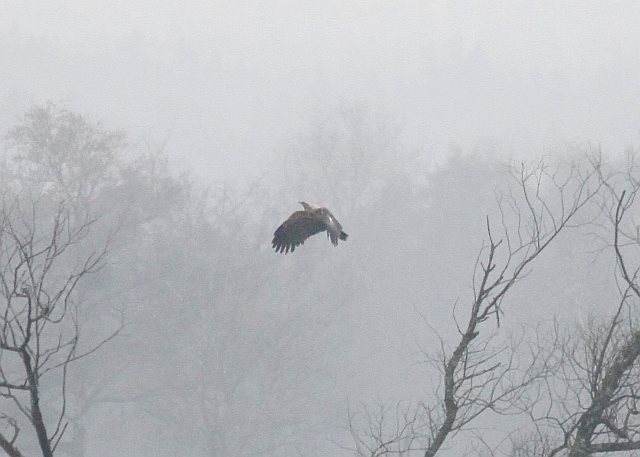 Adler, Artbestimmung unklar. &copy; Christian Haass