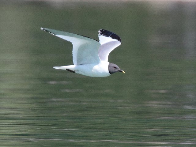 Schwalbenmöwe © Ingo Weiß