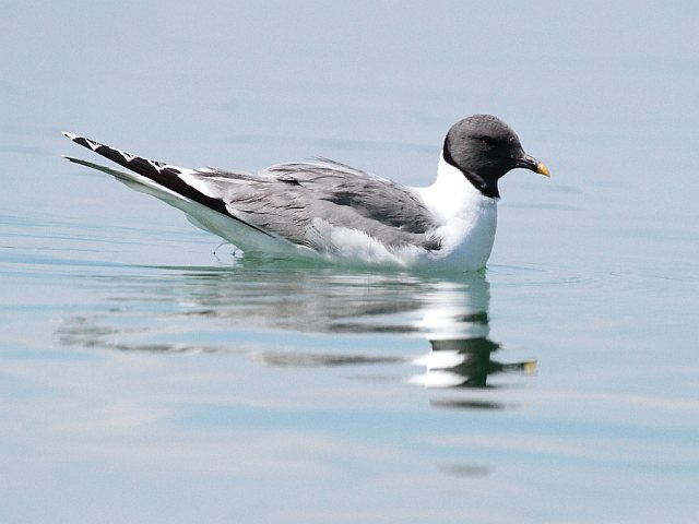 Schwalbenmöwe © Ingo Weiß