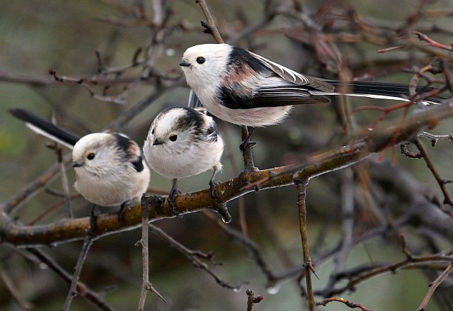 Schwanzmeise &copy; Carl-Peter Herbolzheimer