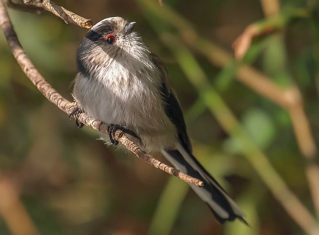 Schwanzmeise &copy; Carl-Peter Herbolzheimer