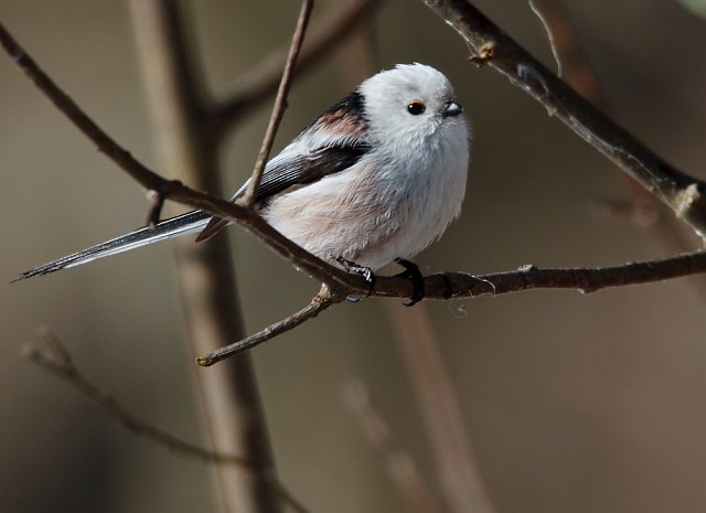 Schwanzmeise &copy; Michael Manitz