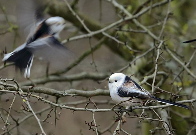 Schwanzmeise &copy; Carl-Peter Herbolzheimer