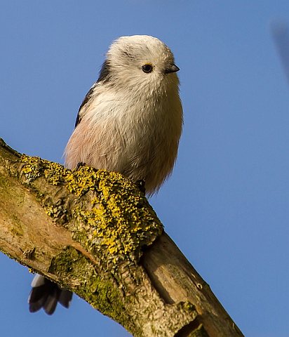 Schwanzmeise &copy; Carl-Peter Herbolzheimer