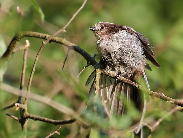 Schwanzmeise &copy; Carl-Peter Herbolzheimer