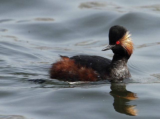 Schwarzhalstaucher &copy; Carl-Peter Herbolzheimer