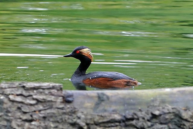 Schwarzhalstaucher &copy; Hartmut Strobel