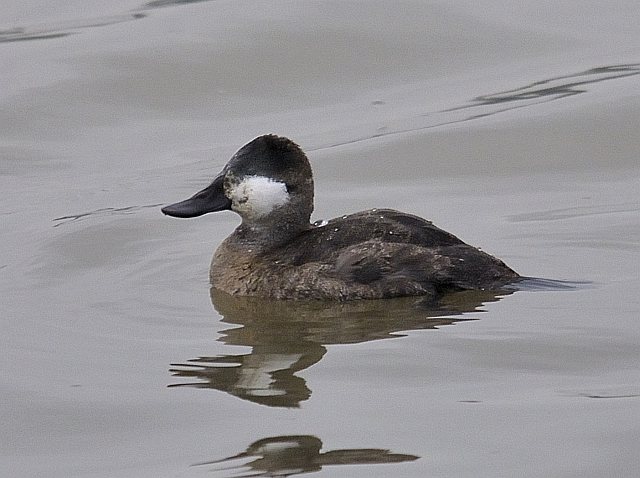 Schwarzkopf-Ruderente &copy; Friedrich Renner