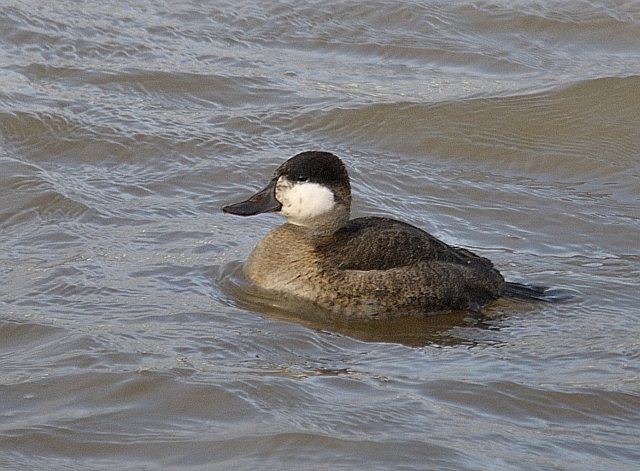 Schwarzkopf-Ruderente &copy; Friedrich Renner