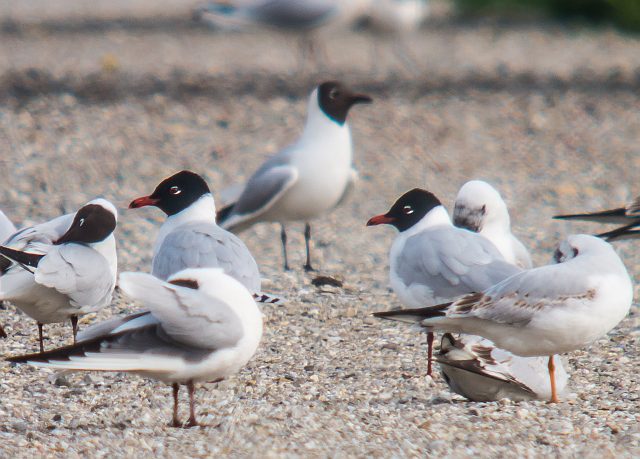 Schwarzkopfmöwe &copy; Susanne Rieck