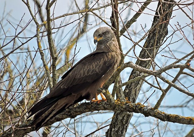 Schwarzmilan &copy; Jörg Möller