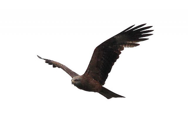 Schwarzmilan &copy; Dieter Naundorf