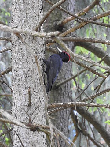 Schwarzspecht &copy; Hubert Bosch