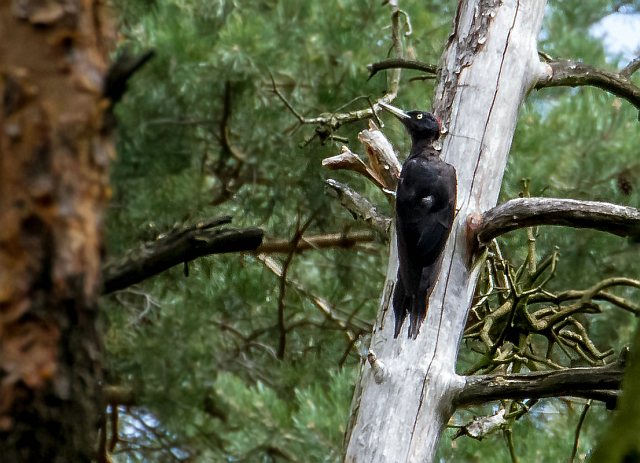 Schwarzspecht &copy; Carl-Peter Herbolzheimer