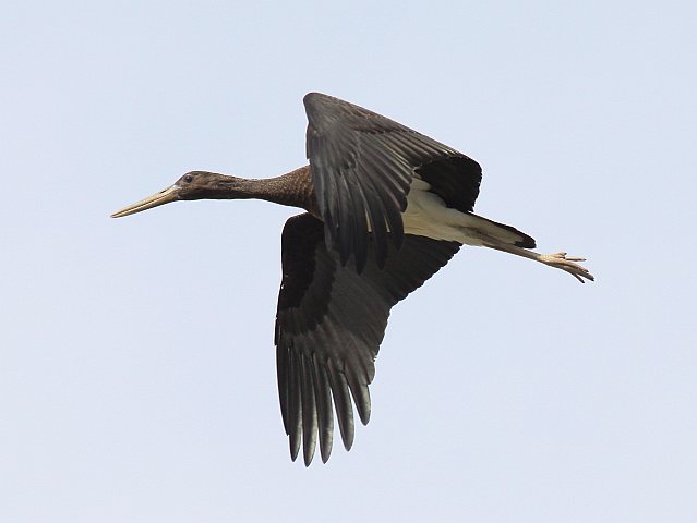 Schwarzstorch &copy; Christian Haass