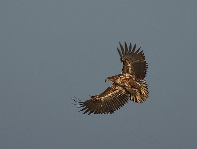Seeadler &copy; Peter Ginzinger