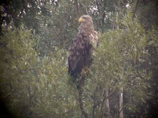 Seeadler © Franz Segieth