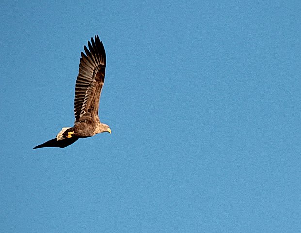 Seeadler © Winfried Erlwein