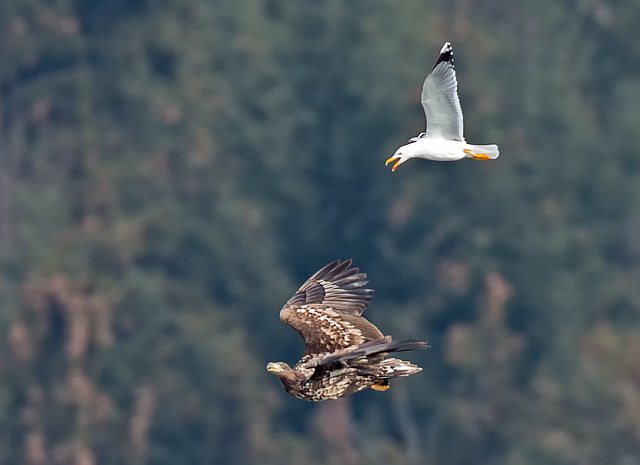 Seeadler © Johannes Sänze