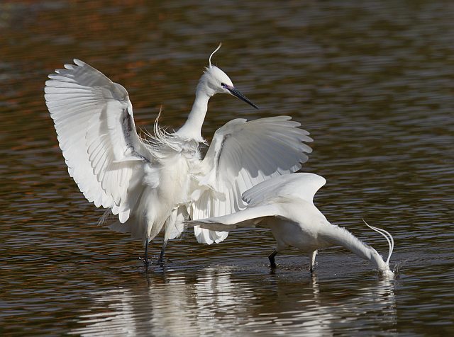 Seidenreiher &copy; Christine Jensen