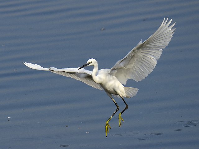 Seidenreiher &copy; Friedrich Renner