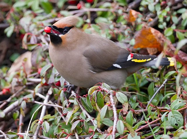 Seidenschwanz &copy; Annette Schulten