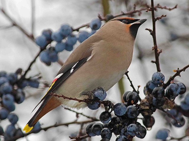 Seidenschwanz &copy; Roland Bönisch