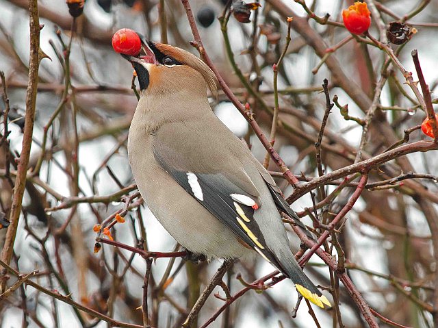 Seidenschwanz &copy; Roland Bönisch