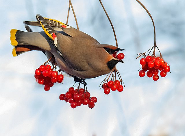Seidenschwanz &copy; Johannes Sänze