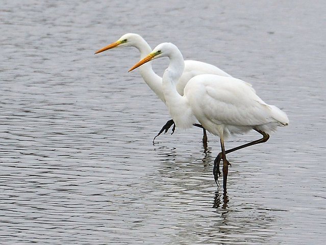 Silberreiher &copy; Carl-Peter Herbolzheimer