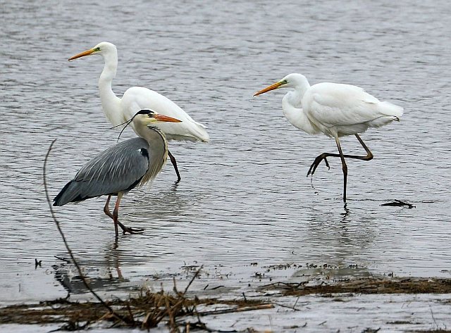 Silberreiher &copy; Carl-Peter Herbolzheimer