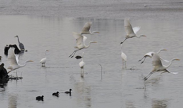 Silberreiher &copy; Friedrich Renner
