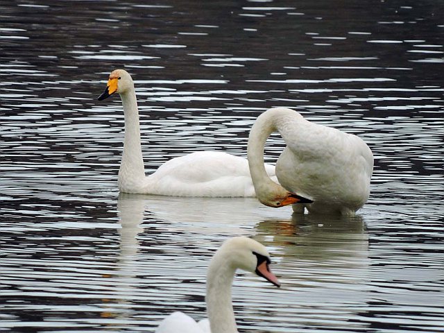 Singschwan © Jörg Möller