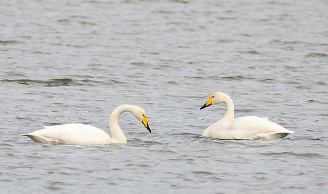 Singschwan &copy; Annette Schulten