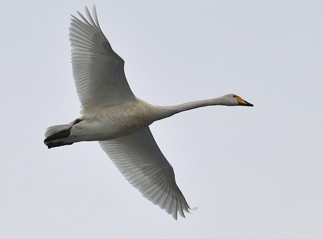 Singschwan &copy; Norbert Estner