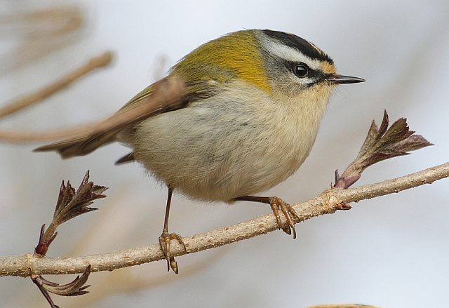 Sommergoldhähnchen &copy; Carl-Peter Herbolzheimer