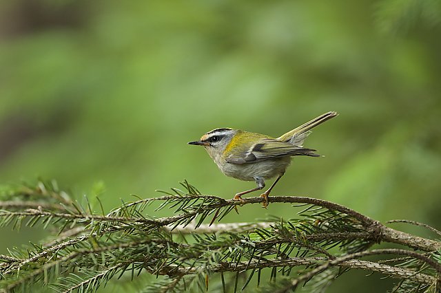 Sommergoldhähnchen &copy; Otmar Forster