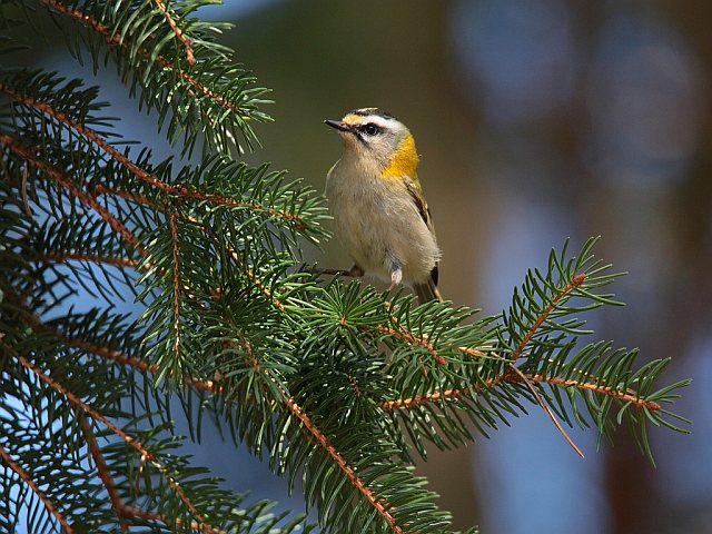 Sommergoldhähnchen © Winfried Erlwein