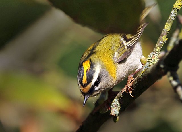 Sommergoldhähnchen &copy; Carl-Peter Herbolzheimer