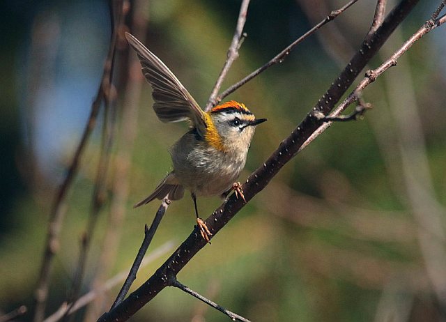Sommergoldhähnchen &copy; Winfried Erlwein