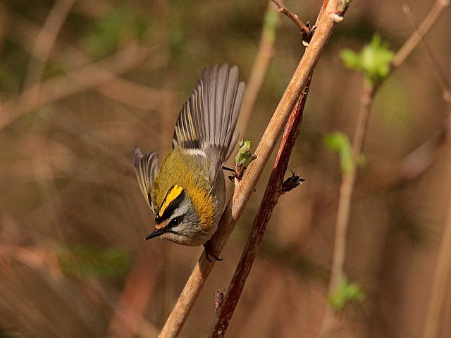 Sommergoldhähnchen &copy; Winfried Erlwein