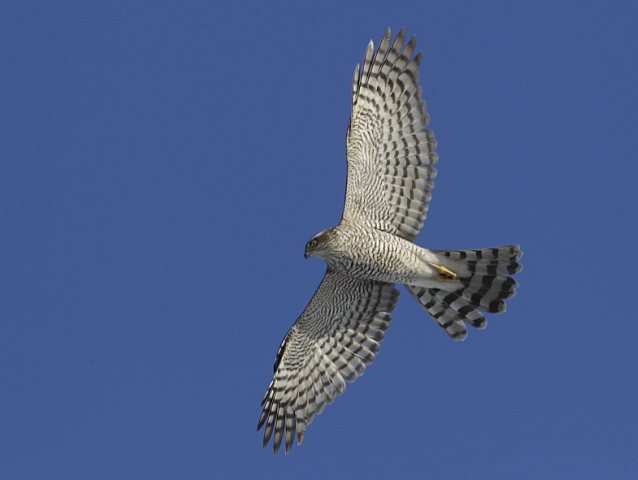 Sperber &copy; Arnold  Schuchter