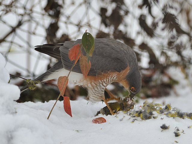 Sperber &copy; Willy Renner