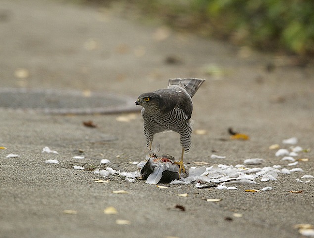 Sperber &copy; Otmar Forster